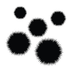 sea ​​urchins