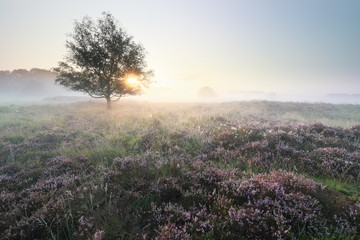 beautiful serene misty sunrise over meadows with flowering heather