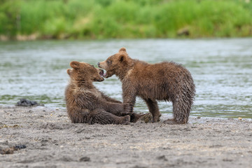 Ruling the landscape, brown bears of Kamchatka (Ursus arctos beringianus)