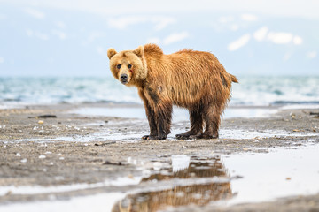 Ruling the landscape, brown bears of Kamchatka (Ursus arctos beringianus)