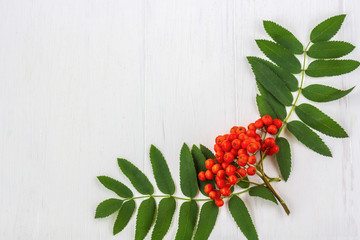 Autumn composition. Frame of leaves, rowan berries on a white wooden rustic background