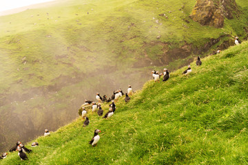Puffin's couples nesting on grass cliff of Mykines island, Faroe.