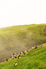 Puffin nesting colony on Mykines island, Faroe Islands.