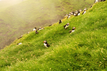 Puffins on a grass cliff and foggy landscape on background. Mykines island, Faroe.