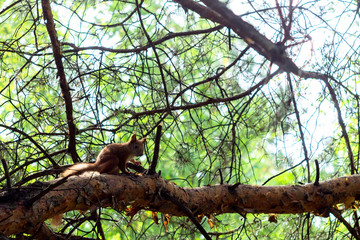 squirrel on tree