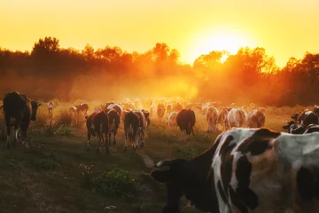 Foto op Plexiglas Epische scène van veeboerderij - vee van koeien die & 39 s avonds van weiden naar huis gaan. Geweldig zonsonderganglandschap. Platteland achtergrond. Zuivel natuurlijke biologische productie. © Feel good studio