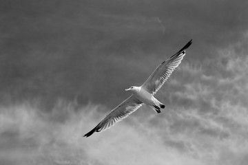 Seagull black and white