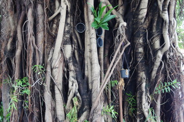 the roots of many bodhi trees are decorated with orchids