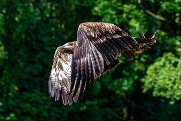 Harris's hawk, Parabuteo unicinctus, bay-winged hawk or dusky hawk