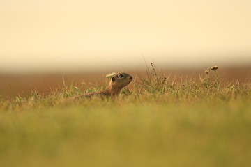 Ground squirrel