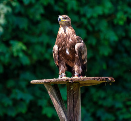 Harris's hawk, Parabuteo unicinctus, bay-winged hawk or dusky hawk