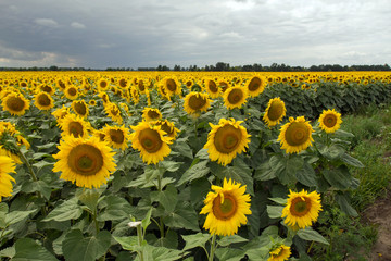 Sunflower On A Meadow With Overcast Sky