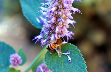 Bee or wasp landing on to Lythrum salicaria plant. Purple loosestrife.