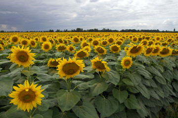 Obraz premium Sunflower On A Meadow With Overcast Sky