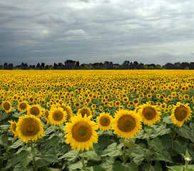 Fototapeta premium Sunflower On A Meadow With Overcast Sky