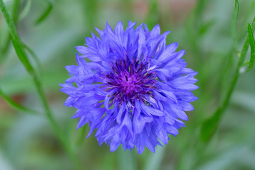 Obraz premium Kornblume (lat. Cyanus segetum)