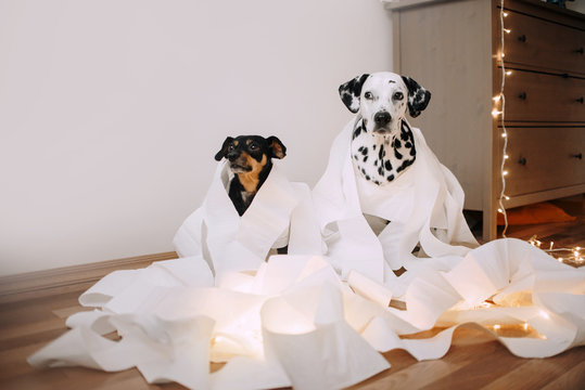 Two Dogs Made A Mess Of Paper