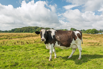 Fototapeta na wymiar Cow standing on a meadow and looking towards the camera