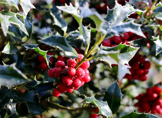 Symbol of Christmas in Europe. Closeup of holly beautiful red berries and sharp leaves on a tree in cold winter weather.