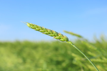 Spikelet on wheat field on summer day