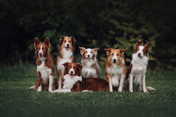 Many border collie dogs sitting next to each other