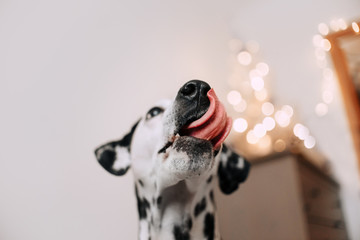 Dalmatian dog licks his nose on light background