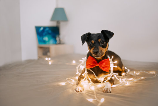 Little dog with a bowtie is in a garland
