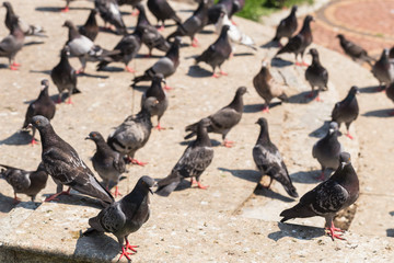 Rock dove, or common pigeon, is a member of the bird Columbidae. Animal life in the metropolis.