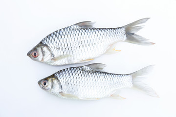 Carp fish on white background for animal editing 