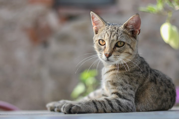 Tabby european cat lying outdoor