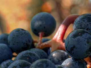 Wineyard at the Baden Württemberg area with full and healthy grapes before harvest season
