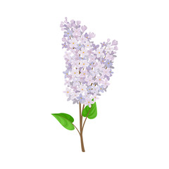 Obraz premium Double branch of a white lilac. Vector illustration on a white background.