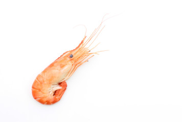 cooked shrimp on white background 