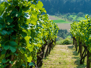 Fototapeta na wymiar Wineyard at the Baden Württemberg area with full and healthy grapes before harvest season