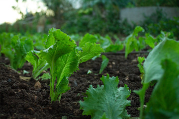 Small lettuce plantation at sunset