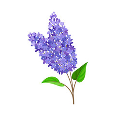 Obraz premium Blue lilac. Vector illustration on a white background.