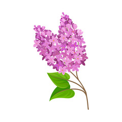 Lush lilac. Vector illustration on a white background.