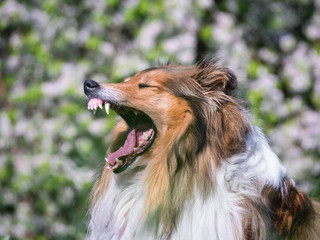 Fototapeta premium Funny portrait of yawning rough collie with open mouth