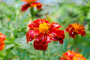 Flower of French marigold close-up on a blurred background