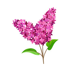 Bright purple lilac. Vector illustration on a white background.