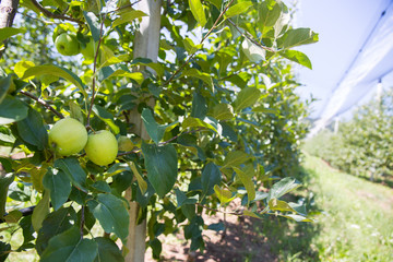 beautiful apple orchard on a sunny day