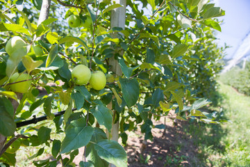 beautiful apple orchard on a sunny day