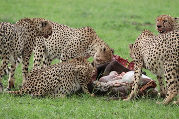 Five cheetahs feeding a wildebeest kill, Masai Mara National Park, Kenya.