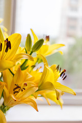 Flowers and buds of yellow lily closeup in selective focus