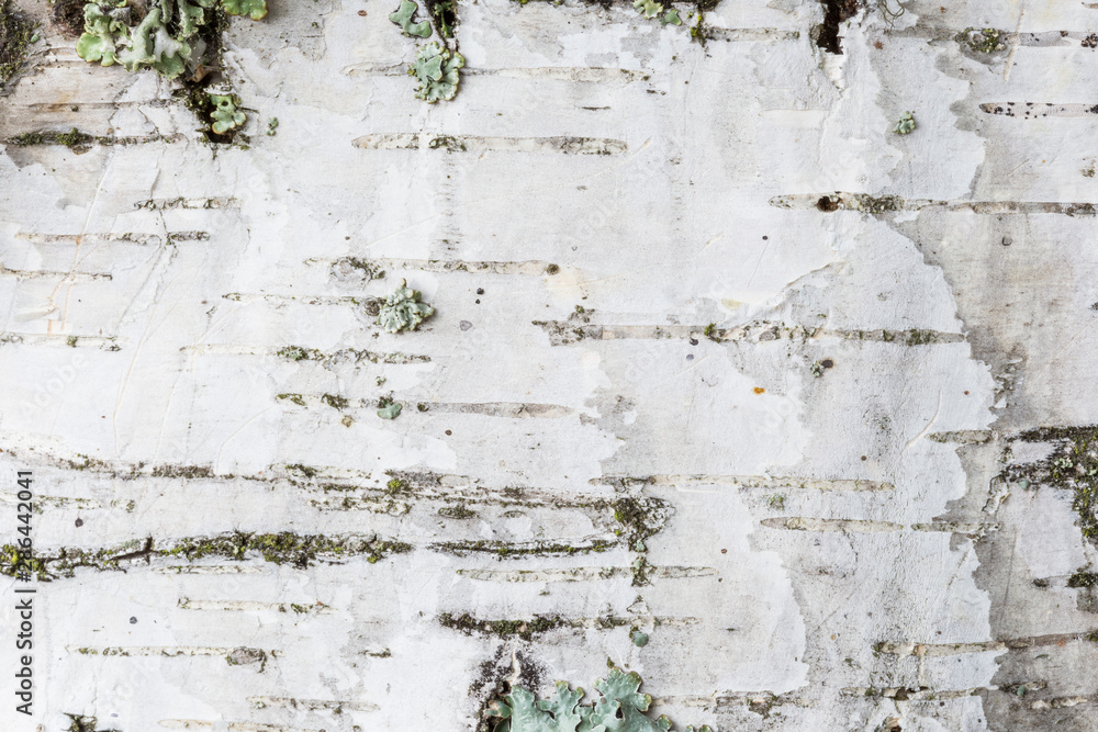 Poster macro close-up of birch tree's bark. high resolution full frame textured background.