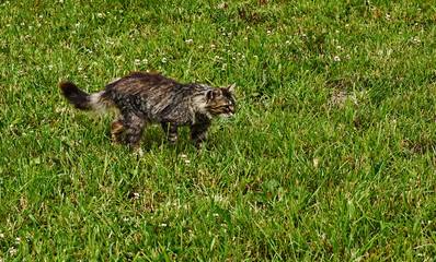 Cat walking on grass.The adult fluffy cat of a gray-smoky color cautiously creeps on a low grass. The pose is tense, watching the prey.