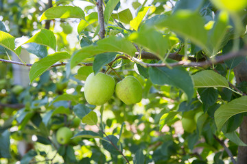 beautiful apple orchard on a sunny day