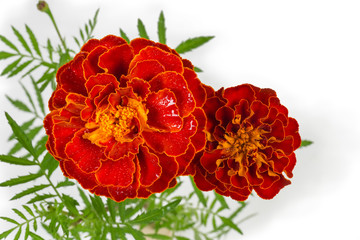 Top view of red flowers of French marigold on stem