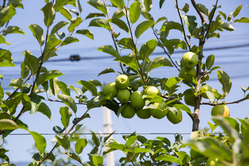 beautiful apple orchard on a sunny day