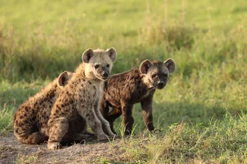 Abwaschbare Fototapete Hyäne Spotted hyena cubs, Masai Mara National Park, Kenya.